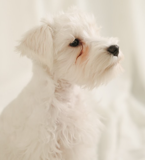 イヴちゃんの涙やけがあった頃の写真